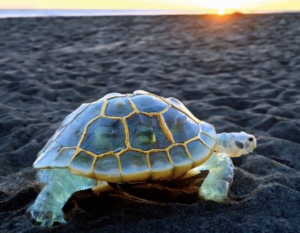 SORA’s New Drop! 5 Spectacular Videos Just Released by the AI Titan OpenAI